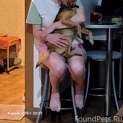 Пропала собака Надя