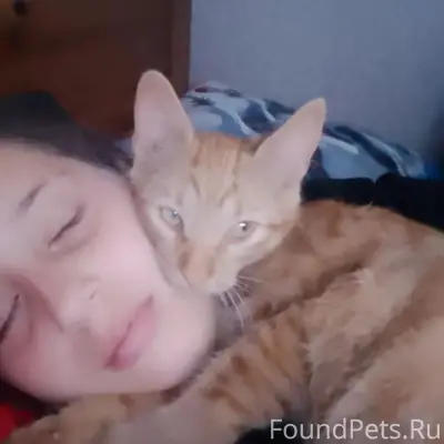Пропал котёнок Кузя, деревня Логиново