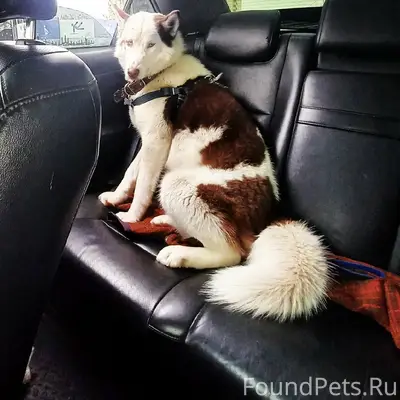 Пропал хаски, центральный район Тольятти