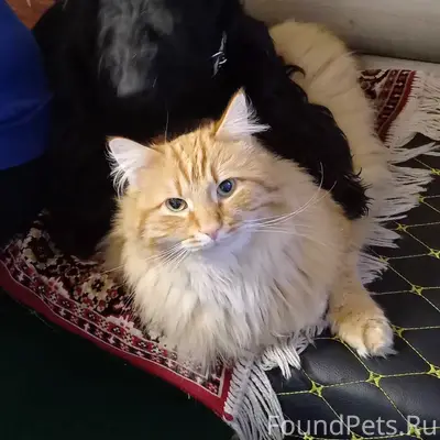 Пропал рыжий кот Симба