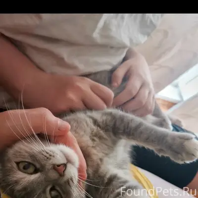 Пропала кошка, район хоккейной коробки