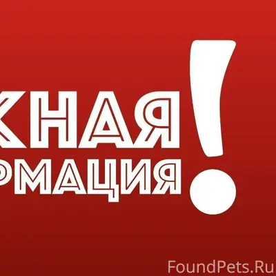 Пропала собака светлого окраса, Хлебозаводской проезд