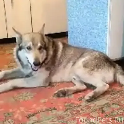 Найден пёс, дачи на Романтике