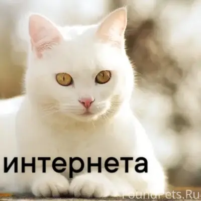 Найден кот, Новосибирск, около ЗАГСа