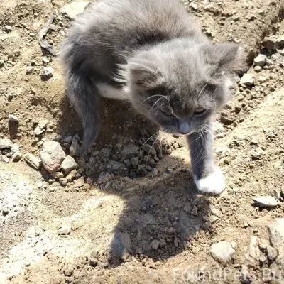 Найден котёнок, Заречная