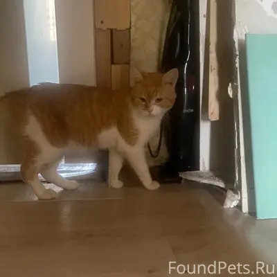Пропал кот Феликс, Трубичино