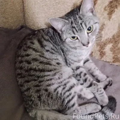 Пропала кошка Микси, район Сокол