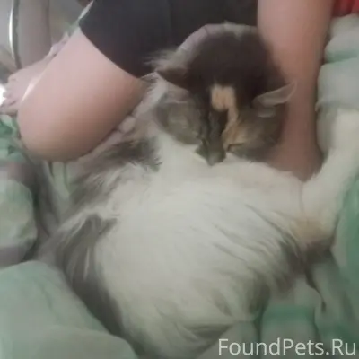 Пропала кошка, район лтп