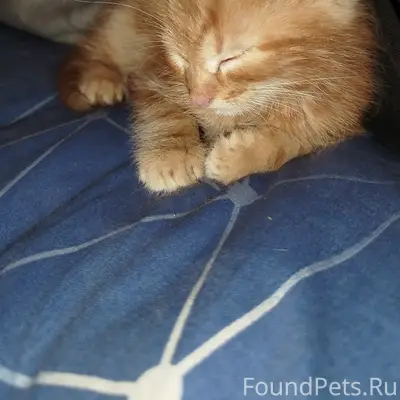 Пропал котёнок, село Елизаветовка