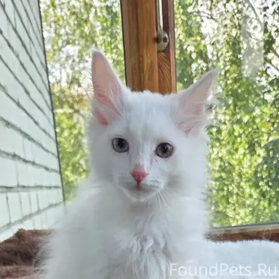 Найден котёнок, Асбест, ул. Мира, 11