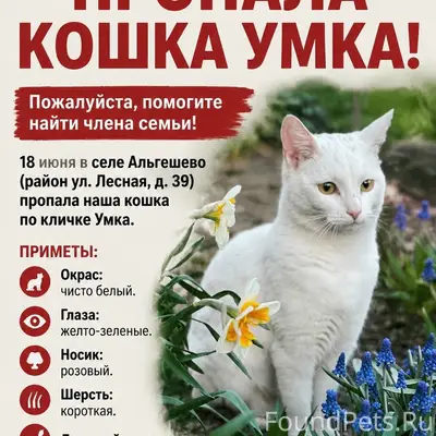 Пропала кошка Умка, с. Альгешево