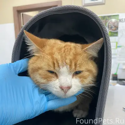 Найден кот с ошейником, ДоброВет
