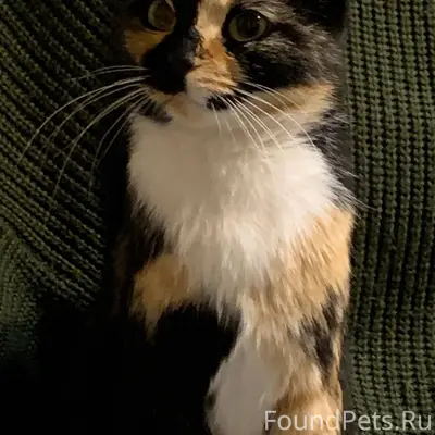 Пропала трёхцветная кошка Ёша, г. Аксай