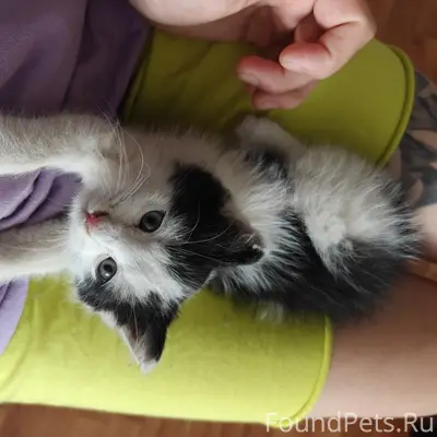 Найден котёнок, улица Сталеваров