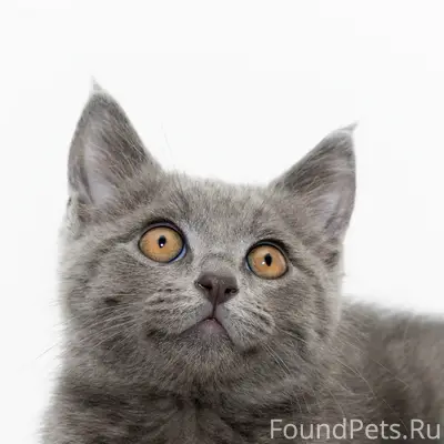 Найден котёнок