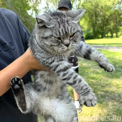 Найдена шотландская кошка, улица Г. Исакова, 227