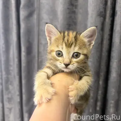 Найден котёнок-кошечка, примерно 1,5 месяца