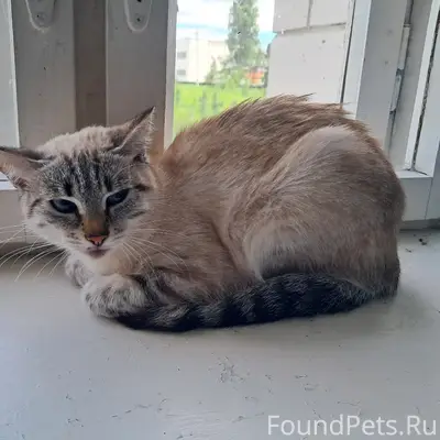 Найден кот, Школьная 6