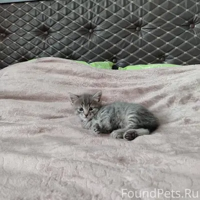 Пропал котёнок Серый, улица Жукова