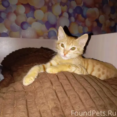 Пропал рыжий котёнок, Новое заречье