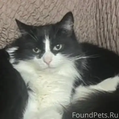 Пропала кошка Джуна