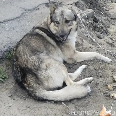 Найден кобель, местоположение уточняется