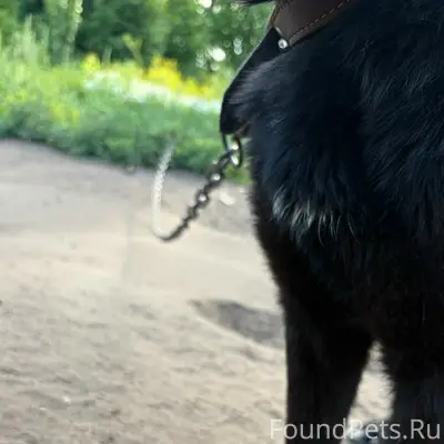 Найдена собака, Чапаевск