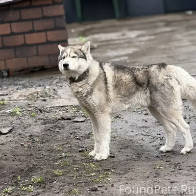 Пропал хаски Арчи