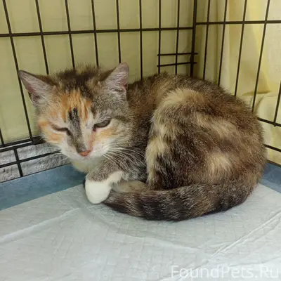 Найдена кошка, Плашкино