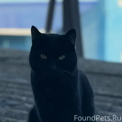 Пропал чёрный кот Снежок, район Карла Маркса