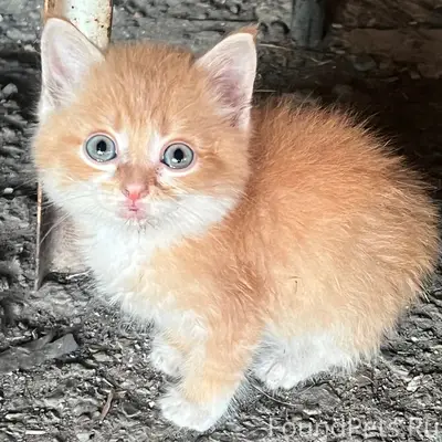 Найден котёнок, Ул. Кирова