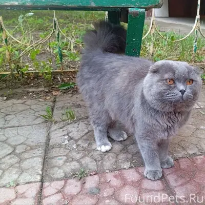 Найден котик Гермес, улица Горького