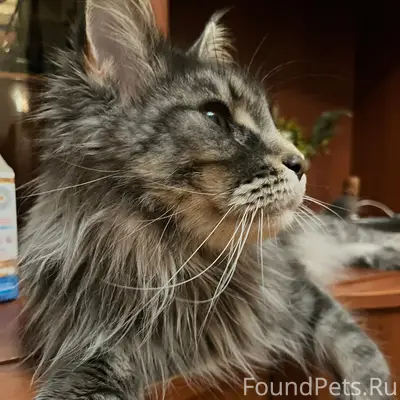 Вот эта заезда 🐈 сегодня поддержала...