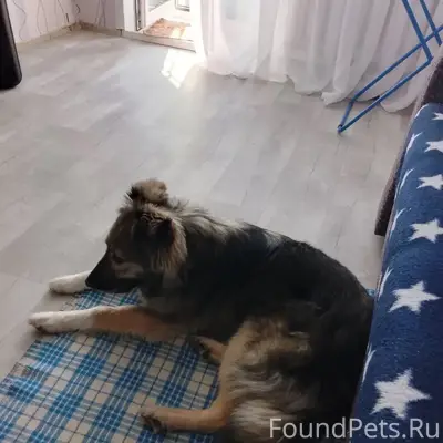 Пропала собака Симка, 12 микрорайон (Косоротова)