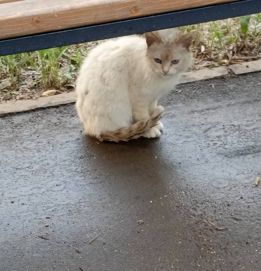 Найдена кошка Гэс, 5-й комплекс