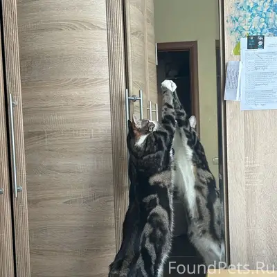 Пропал кот Барсик, Королева, д. 5