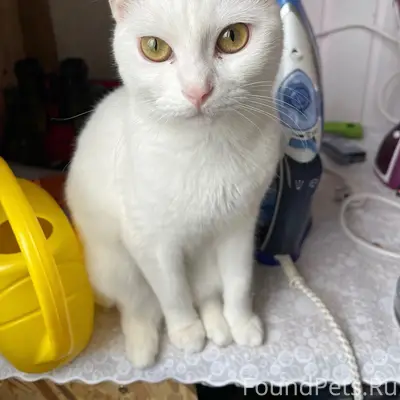 Пропала кошка Плюша, ул. Школьная