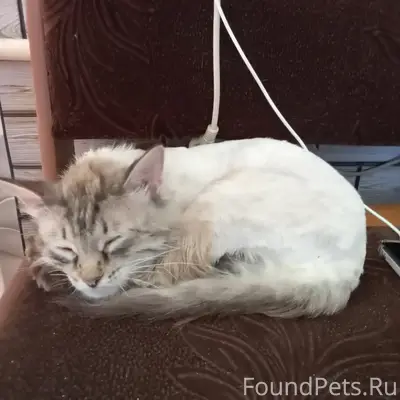 Пропал кот Котя, нижний больничный