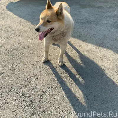 Найденна собака, у ДК Металлург
