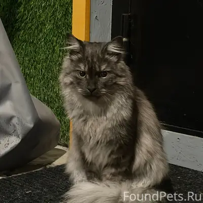 Найден кот, похож на метиса мейн-куна, Смоленская улица