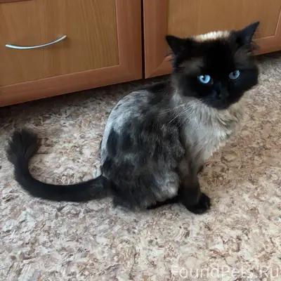Пропала кошка Пуся, село Пристань