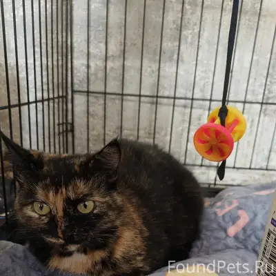Найдена кошка, 5 квартал Тольятти