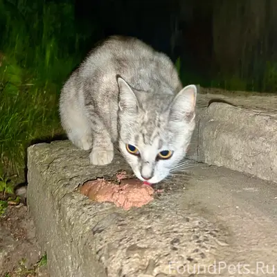 Найдена кошка, Мира 10/1