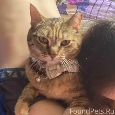 Пропала кошка Люся, район Хатын-Юряха, Якутск