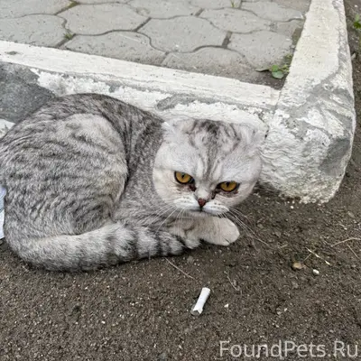 Найден котик, у ленты