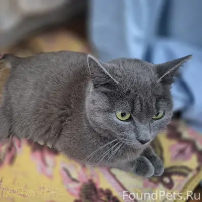 Найдена кошка, под мостом