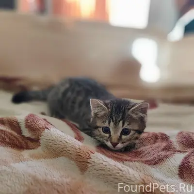 Пропал котёнок Сёма, 3-й микрорайон