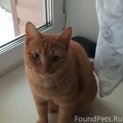 Пропала кошка Муся, район металлурга