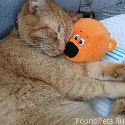Пропал рыжий кот, место не указано