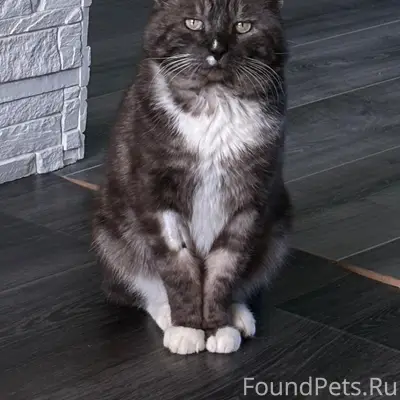 Пропал кот, улица Труфанова